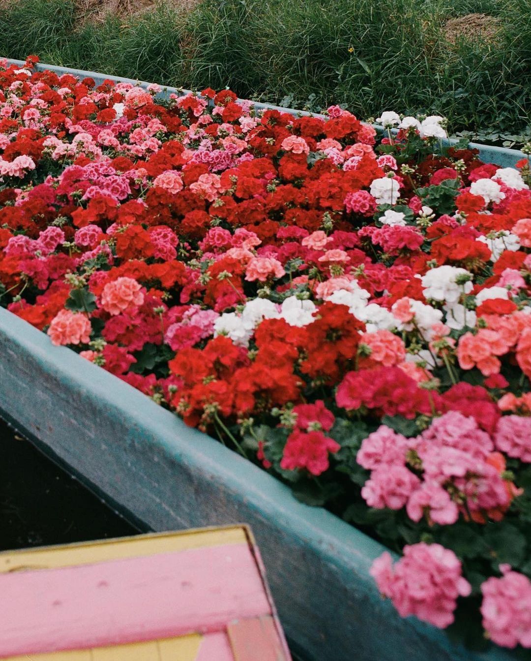 A high-angle shot reveals a boat filled with vibrant red, pink, and white flowers, evoking a sense of natural beauty and tranquility.
