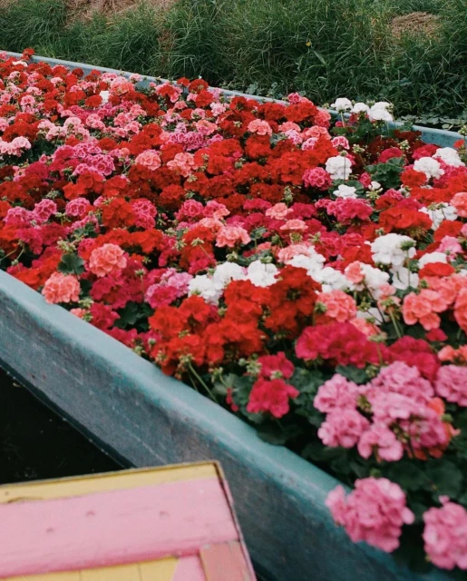 A high-angle shot reveals a boat filled with vibrant red, pink, and white flowers, evoking a sense of natural beauty and tranquility.