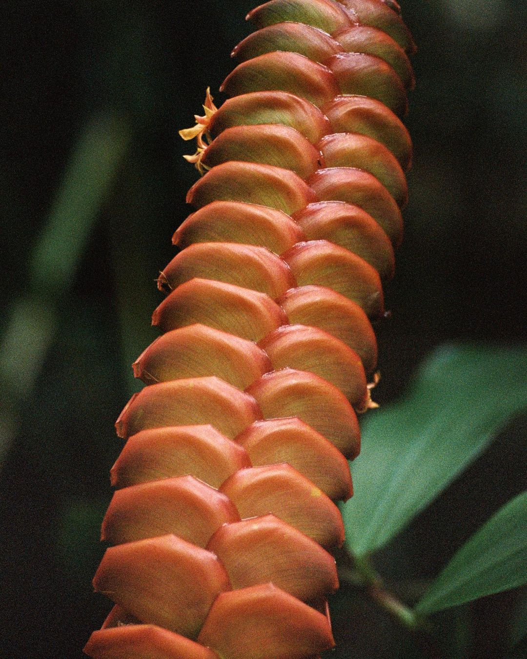 Close-up of a spiraling, stacked orange-brown flower bud with green leaves and out-of-focus dark green plants in the background.