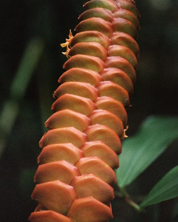 Pía Riverola