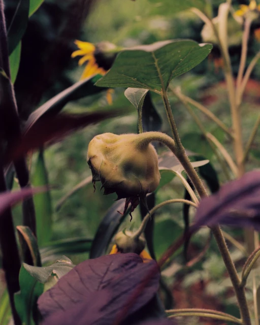 Close-up shot of a closed sunflower bloom with green leaves and purple stems in natural light, showcasing the textures and colors.