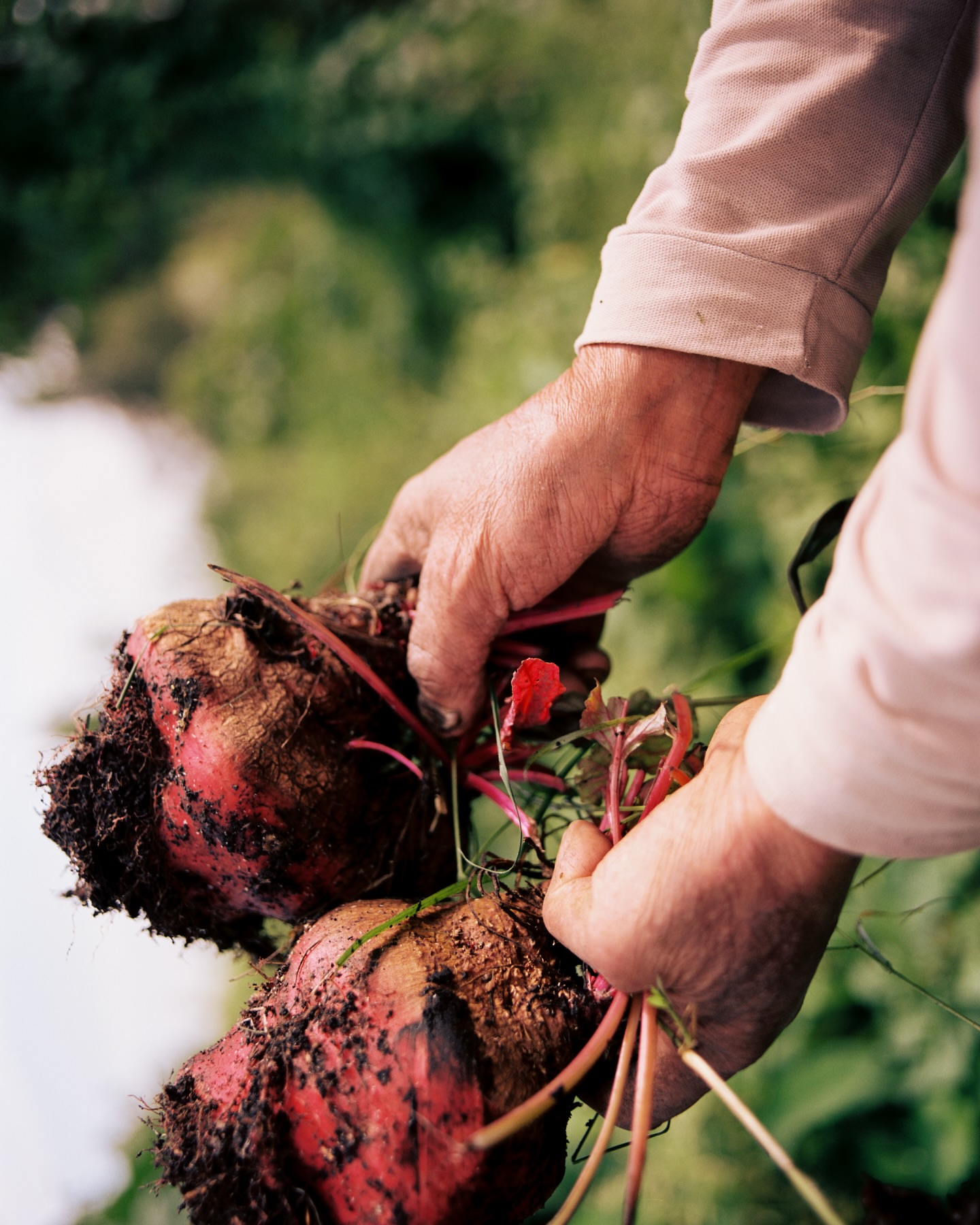 Close-up of person's hands holding two large beets with leafy greens and dirt clinging to the roots in an outdoor setting.