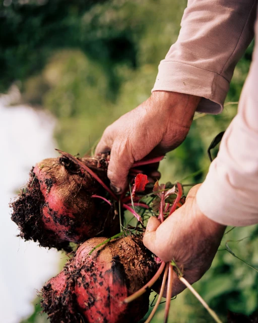 Close-up of person's hands holding two large beets with leafy greens and dirt clinging to the roots in an outdoor setting.