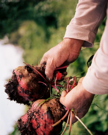 Close-up of person's hands holding two large beets with leafy greens and dirt clinging to the roots in an outdoor setting.