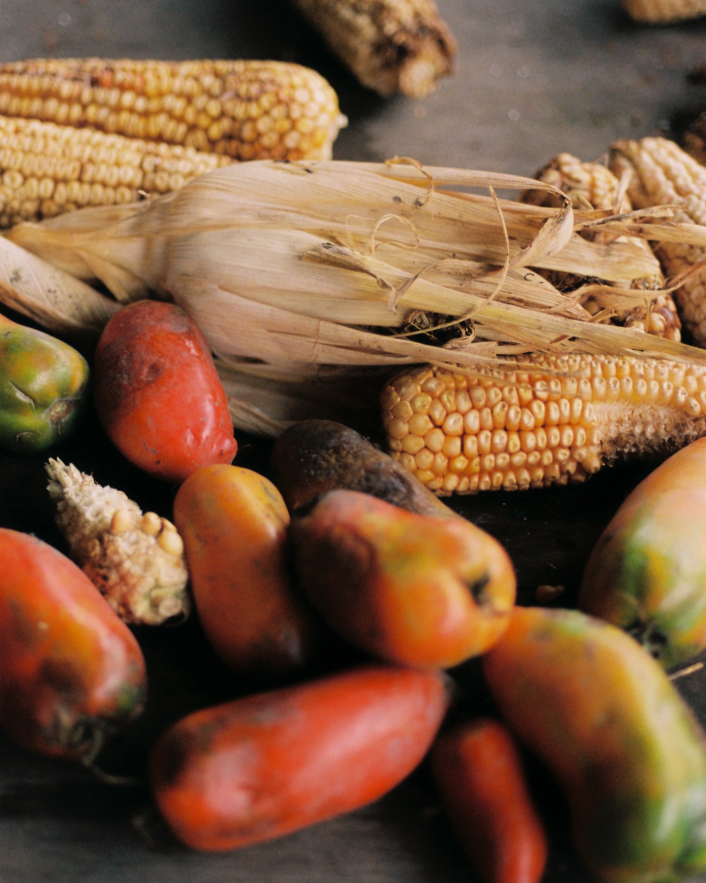Close-up of harvested corn cobs and colorful root vegetables, showcasing the vibrant colors and textures of fresh produce on a rustic surface.