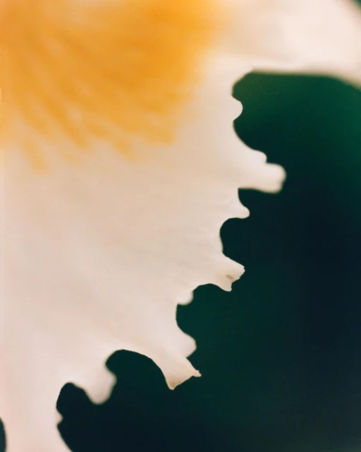 Close-up image of a white flower with a yellow center and a dark green background, showcasing the delicate details of the petals.