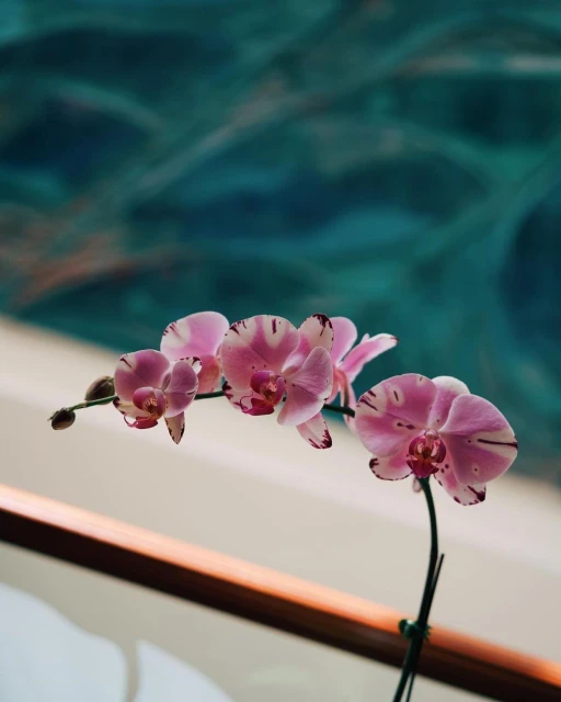 Close-up shot of a delicate pink and white orchid with dark purple spots in front of a blue-green and white patterned background.
