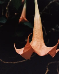 Close-up of a pendant peach-colored trumpet flower hanging downward against a dark blurred foliage background.