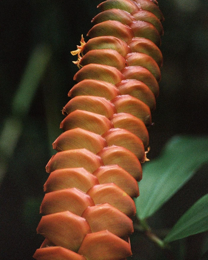 Close-up vertical shot of an exotic tropical heliconia flower with overlapping orange bracts in soft light.