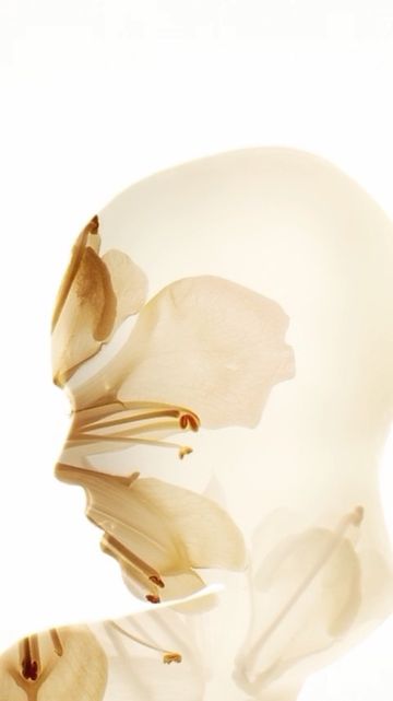 Close-up photograph of translucent flower petals with golden hues against a bright white background, showcasing floral texture and form.