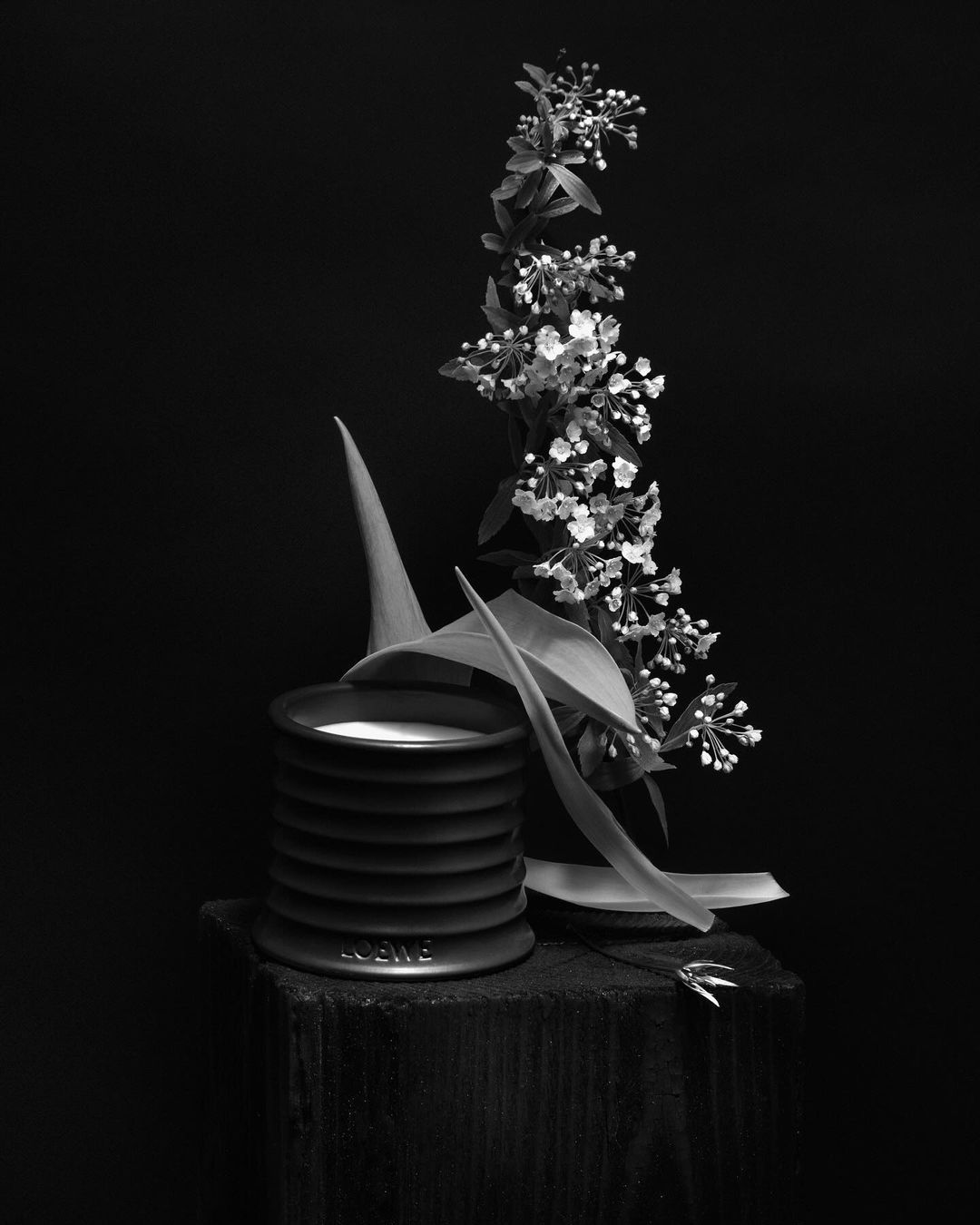 Monochromatic still life with a Loewe candle, delicate white flowers, and plant leaves arranged on a dark wooden block against black backdrop.