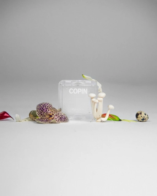 Still life featuring a clear container, mushrooms, a spotted egg, and a speckled orchid against a white background.