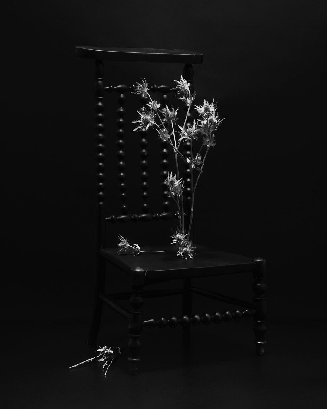 Black and white still life of a vintage chair with a bouquet of sea holly flowers, on a black background, in a minimalist composition.