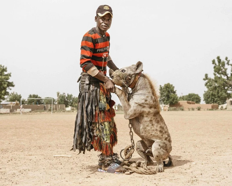 Man stands with a hyena on a dirt field, wearing traditional garb and a baseball cap, on a sunny day with buildings in the distance.