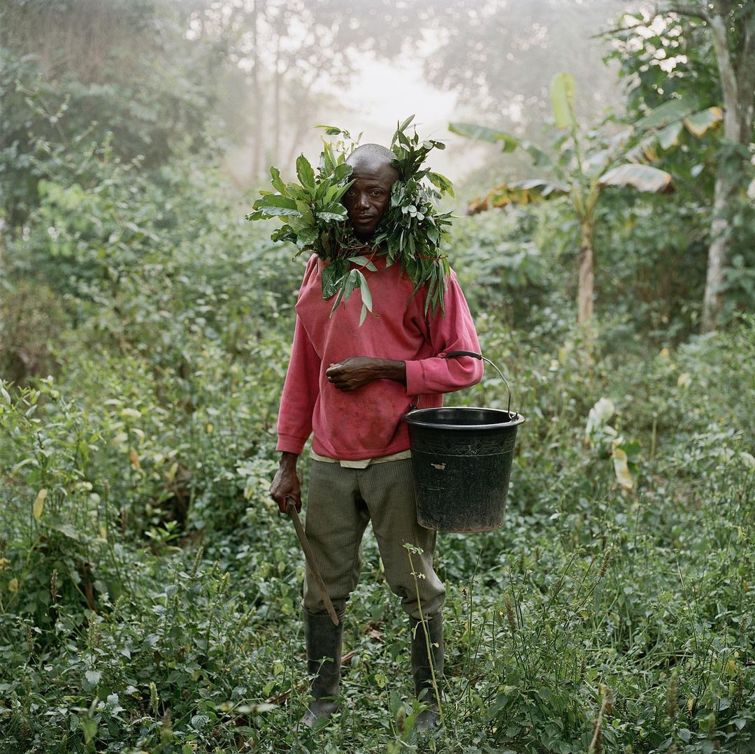 African man stands in lush jungle, adorned with green leaves, carrying a black bucket, amidst vibrant greenery and misty atmosphere.