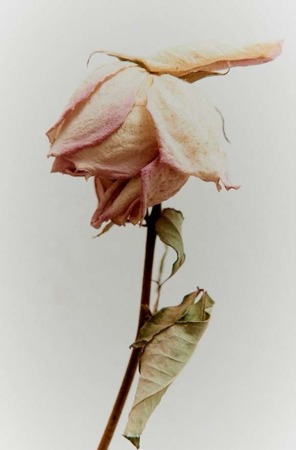 Close-up shot of a single wilted pink rose with curled leaves against a light background, showing decay and delicate floral form.