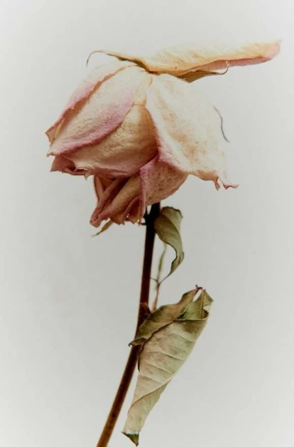 Close-up shot of a single wilted pink rose with curled leaves against a light background, showing decay and delicate floral form.