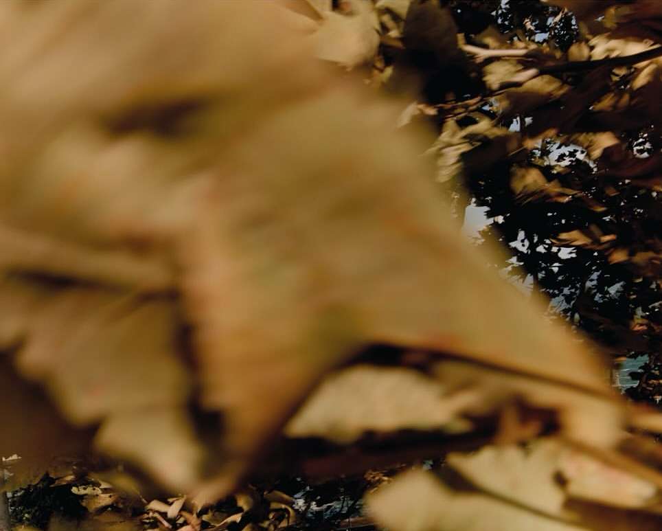 Close-up, low-angle view of brown autumn leaves against a blurred background of branches and sky, creating a warm, natural aesthetic.