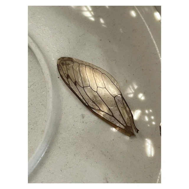 Close-up of a cicada wing on a white surface, showcasing intricate vein patterns and translucent textures in natural lighting.