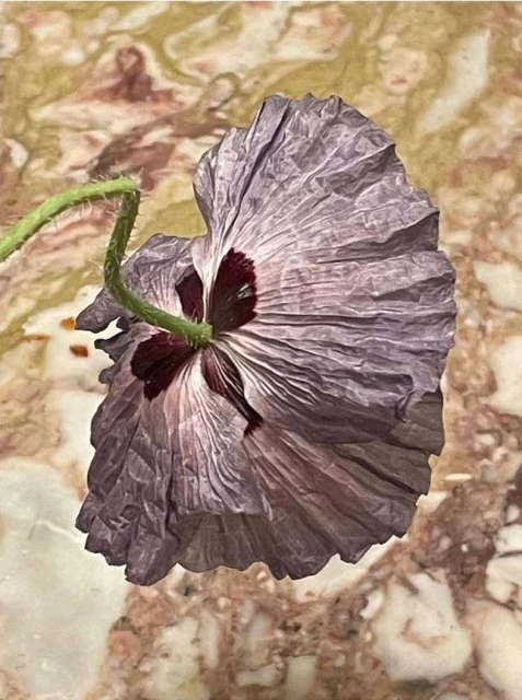 Close-up of a poppy flower with textured purple petals and a green stem, set against a marble background.