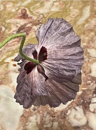 Close-up of a poppy flower with textured purple petals and a green stem, set against a marble background.