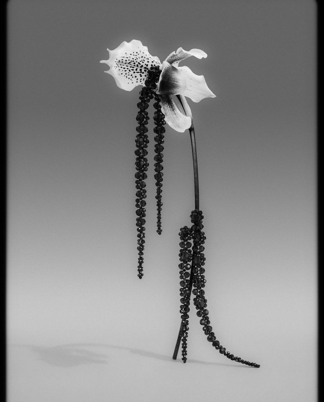 Black and white photograph of a Lady Slipper orchid with beaded embellishments, presented against a neutral gradient background in studio lighting.