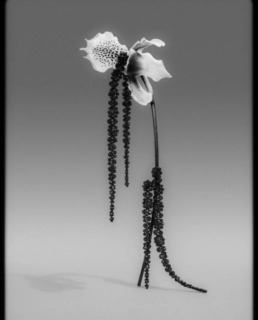 Black and white photograph of a Lady Slipper orchid with beaded embellishments, presented against a neutral gradient background in studio lighting.