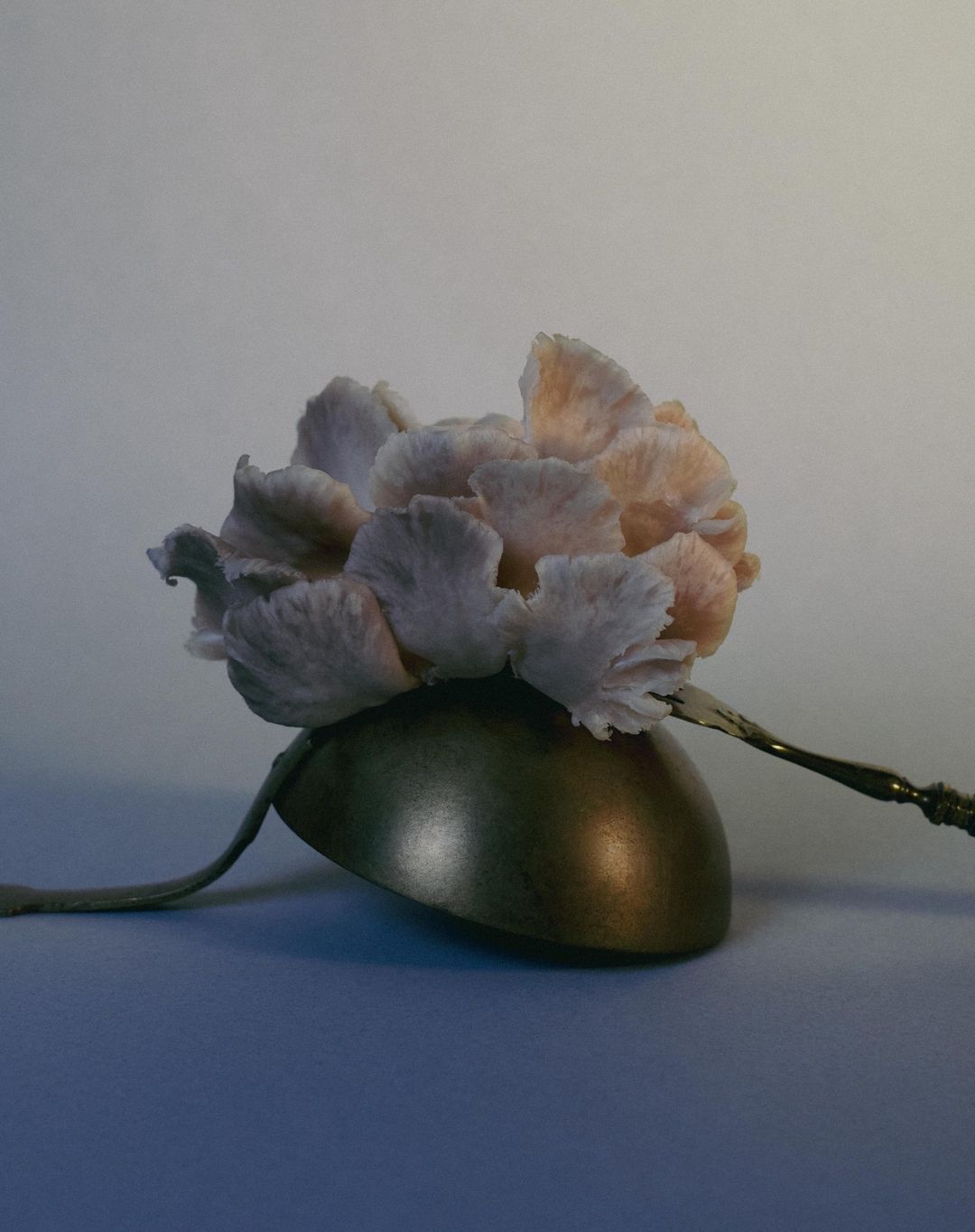 Still life shot of a cream-colored flower on top of a brass bowl with a blurred background, displaying fine art photography.