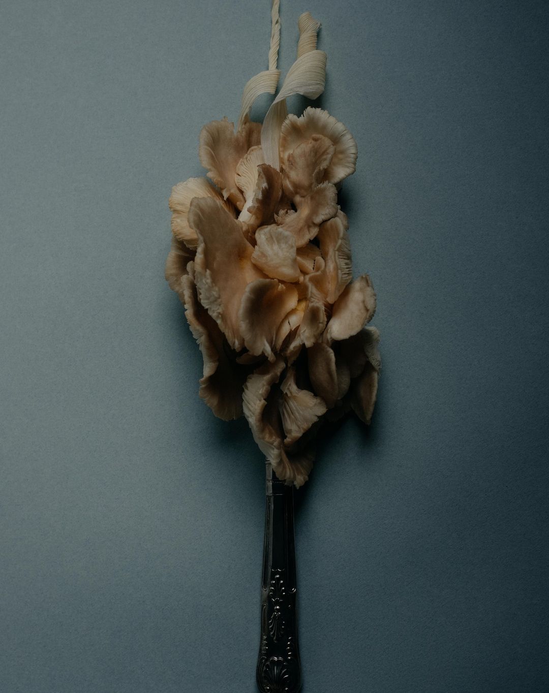 Still life studio shot: oyster mushrooms arranged vertically on vintage silver spoon against a subdued blue-gray background.