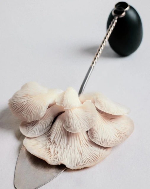 Plusia Roms