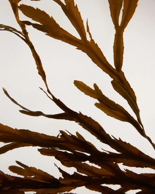 Close-up of brown seaweed with visible branching patterns, captured against a bright white background, highlighting natural textures.