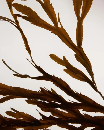 Close-up of brown seaweed with visible branching patterns, captured against a bright white background, highlighting natural textures.
