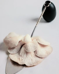 Close-up of pale oyster mushrooms arranged on a serving spatula with a dark stone handle against a white background