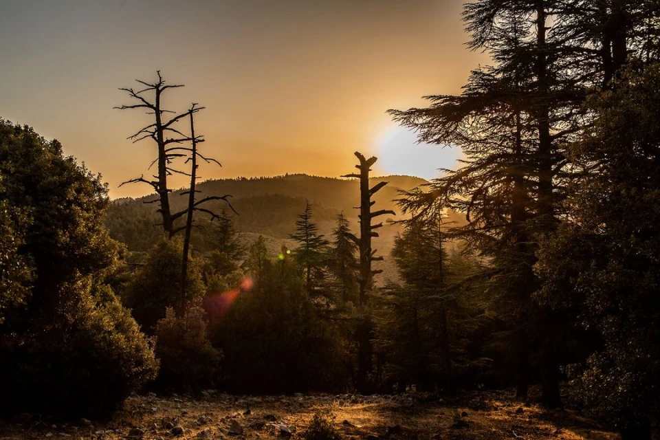 Scenic view of a sunlit forest with tall trees and a mountain range in the background, creating a peaceful nature landscape.