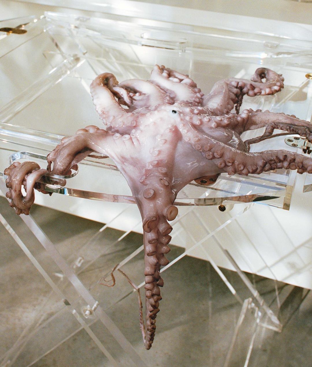 Close-up of a fresh octopus with curled tentacles, displayed on a clear geometric stand. The lighting highlights the octopus's texture.