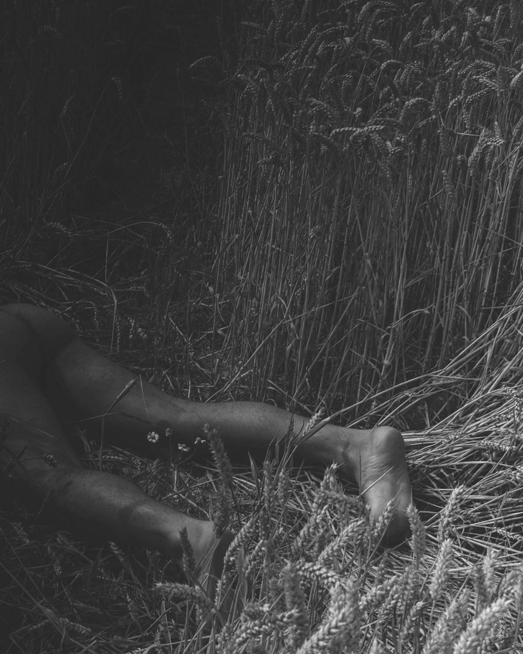 Monochrome photograph capturing a human lying in a wheat field, showing legs and feet surrounded by tall grass and grain stalks.