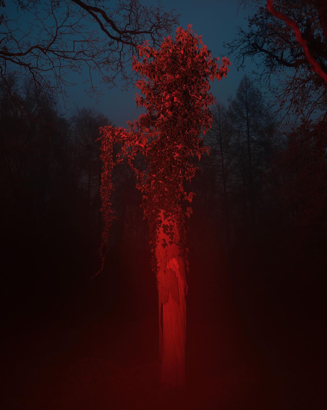 Tall tree with winding vines in a dark forest setting, illuminated with red lighting against a blue dusky sky.