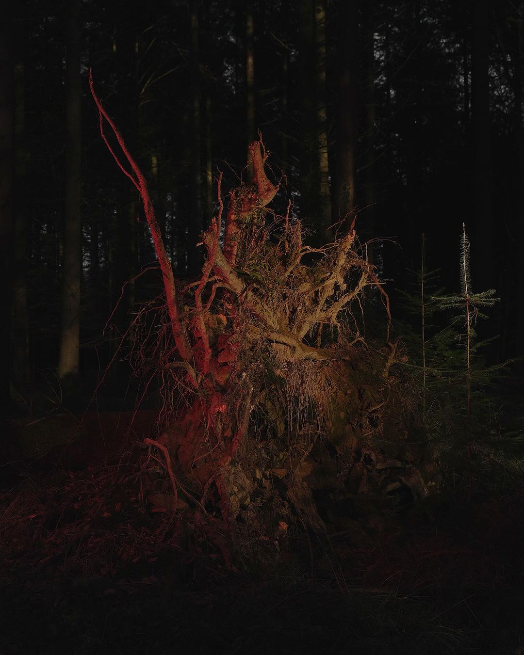 Fallen tree illuminated by red light in a dark forest. Tree roots and branches are intertwined. A coniferous tree stands upright nearby.
