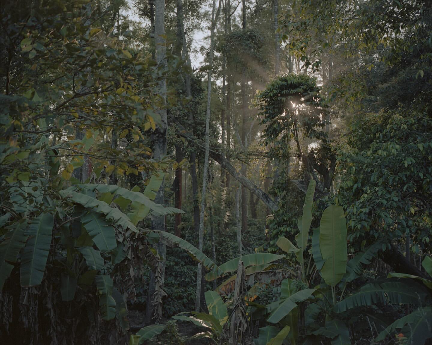 Lush rainforest with tall trees, large green leaves, and sunlight streaming through the canopy in a dense, tropical environment.