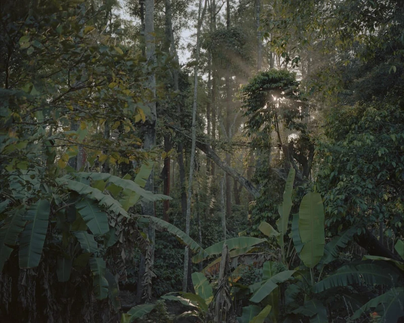 Polly Tootal