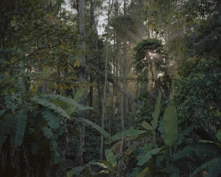 Sunlight filters through dense tropical forest canopy with large green banana leaves and tall trees in London.