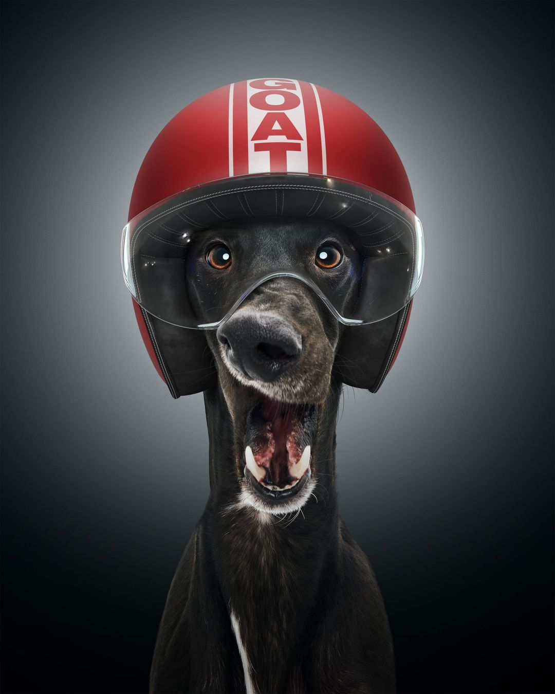 Close-up of a black dog wearing a red motorcycle helmet with clear visor and the word GOAT printed on it against a grey background.
