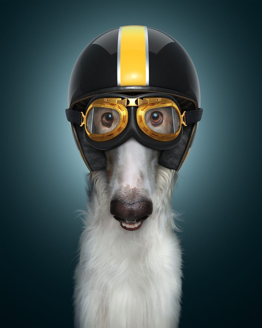 Close-up portrait of a Borzoi dog wearing a black helmet with a yellow stripe and vintage aviator goggles against a teal background.