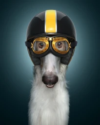 A white dog wearing a black and yellow motorcycle helmet and vintage aviator goggles against a dark background