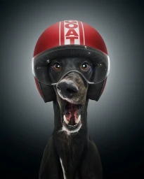 Black greyhound dog wearing a red motorcycle helmet with clear visor against a dark gradient background