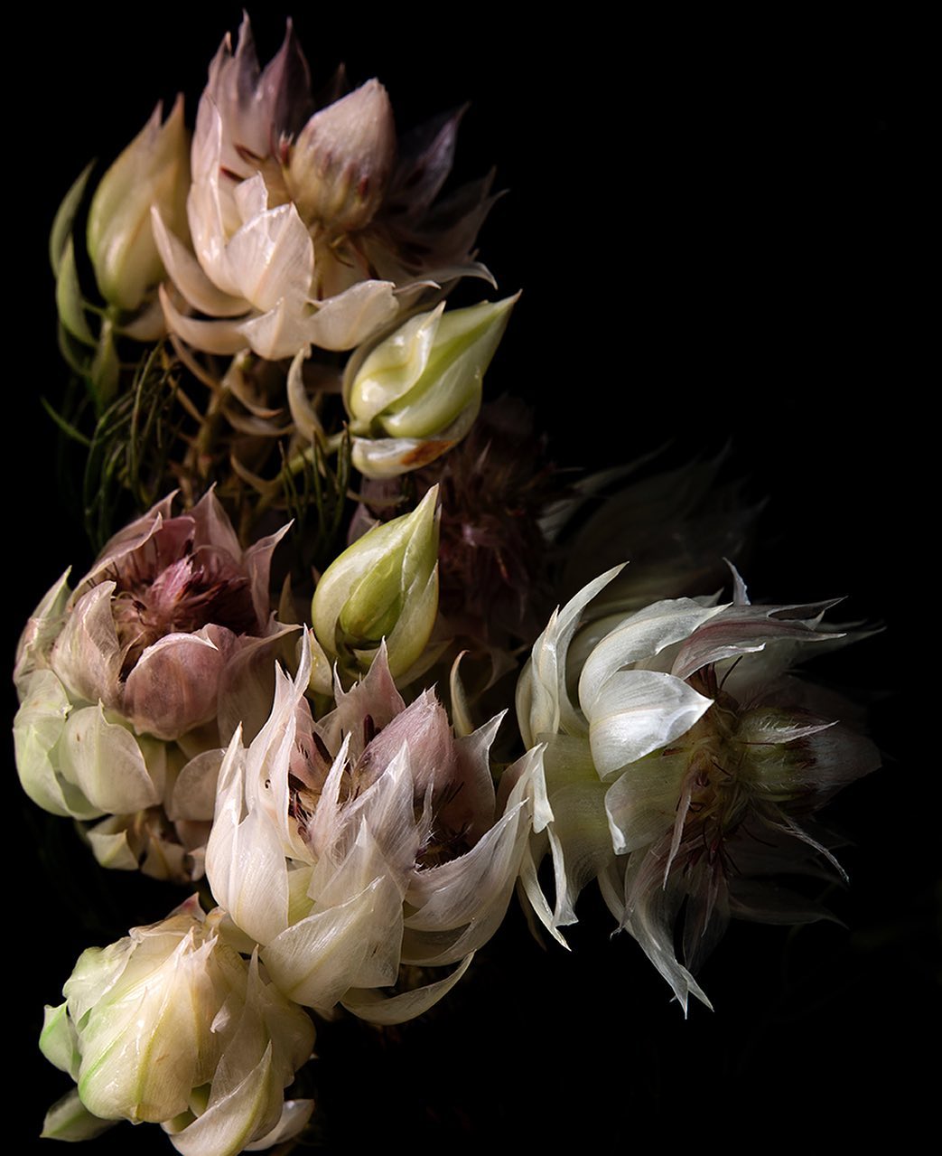 Floral arrangement on a black backdrop featuring protea flowers in varied stages of bloom, showcasing cream, white, and pale green tones.