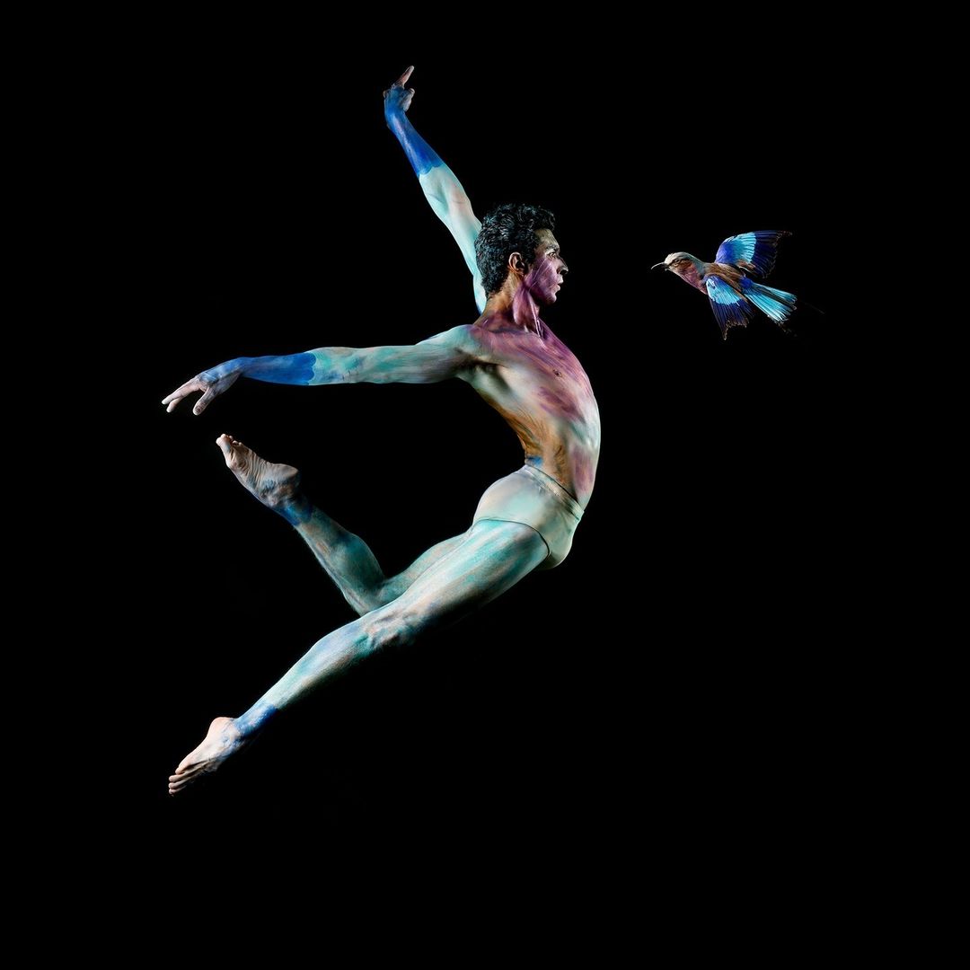 Dynamic, full shot of a male ballet dancer with colorful body paint leaping, juxtaposed with a flying bird against a stark black backdrop.