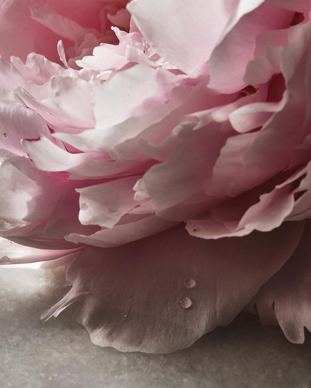 Close-up of a light pink peony flower in full bloom, showcasing its delicate petals and soft colors, set against a neutral background.