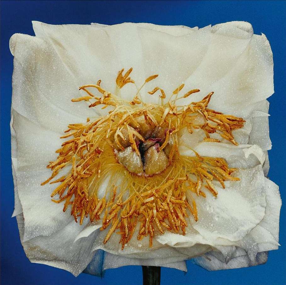 Close-up studio shot of a square-shaped white peony with yellow stamen and green stem against a blue background. Floral still life.