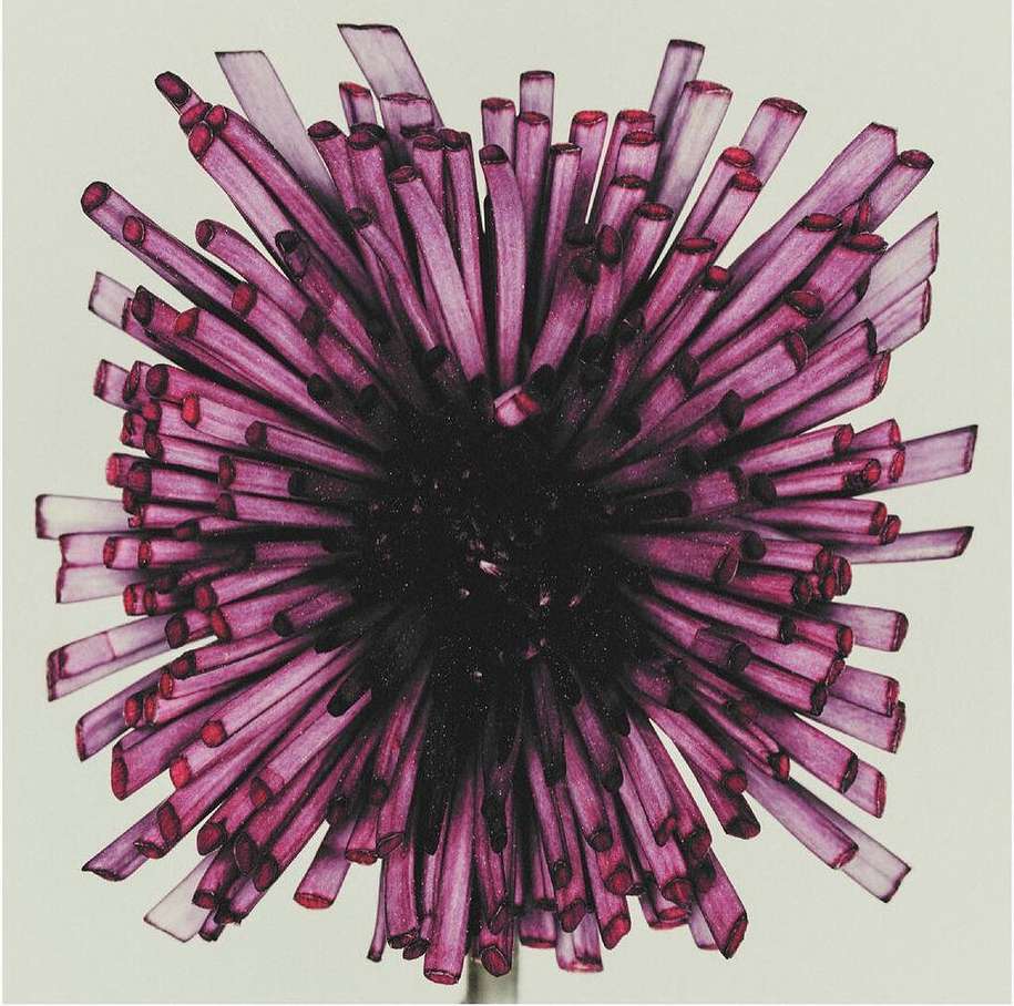 Abstract close-up of a purple and black dahlia with a distinctive spherical shape, showcasing fine art floral design.